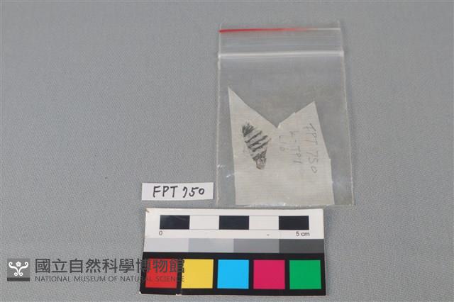 陶片藏品圖，第3張