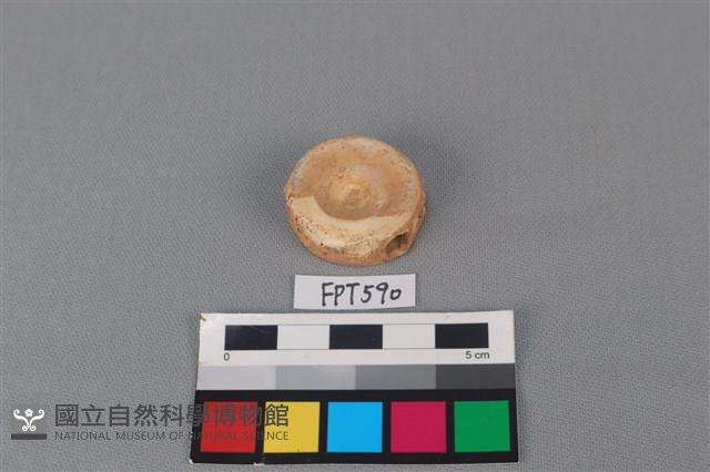 鯊魚骨藏品圖，第2張