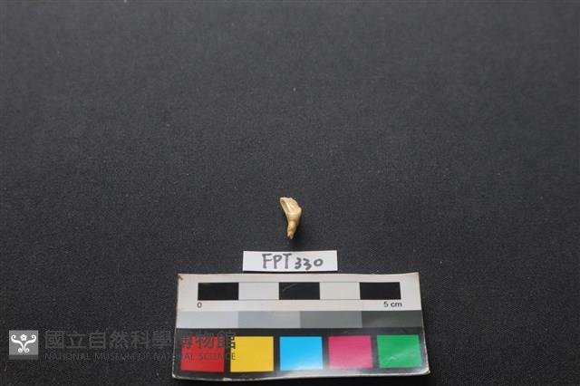 鹿骨藏品圖，第2張