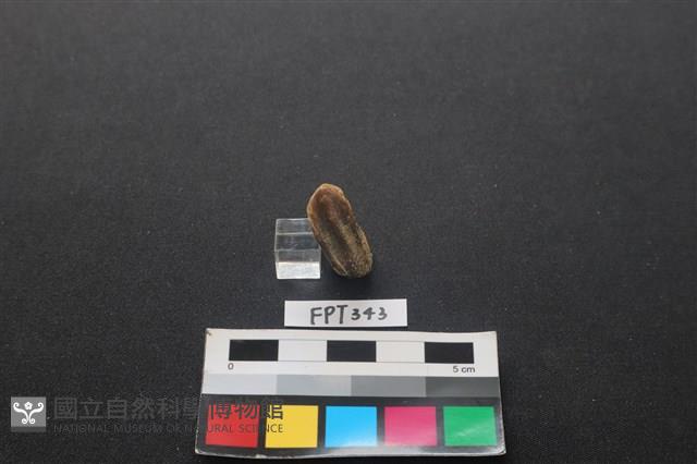 鹿骨藏品圖，第2張