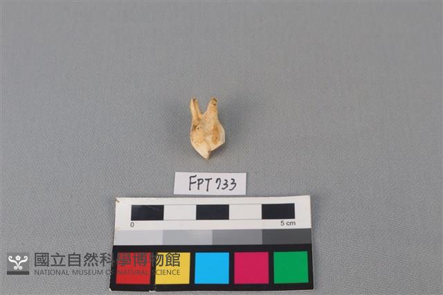 鹿骨藏品圖，第3張