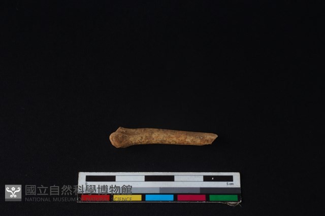 狗骨藏品圖，第1張