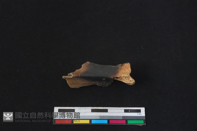 山羌骨藏品圖，第1張