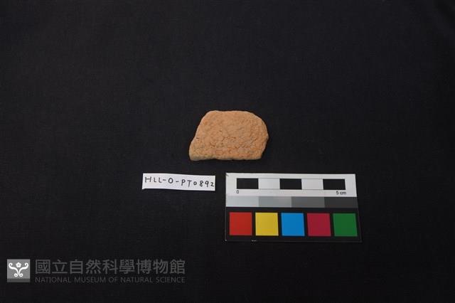 陶片藏品圖，第1張