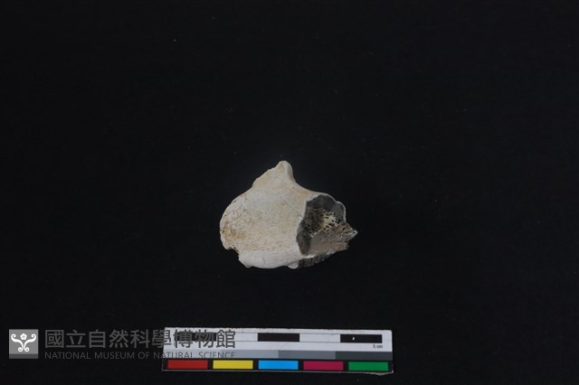 梅花鹿骨藏品圖，第1張