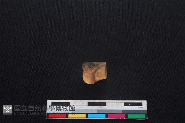 豬骨藏品圖，第1張