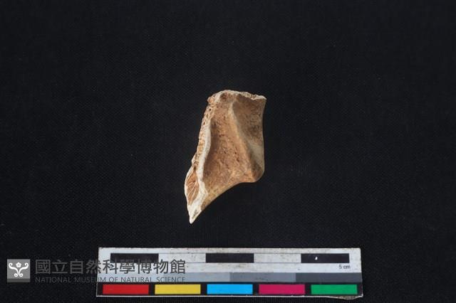 梅花鹿骨藏品圖，第1張