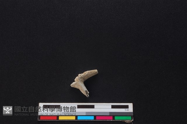 鹿骨藏品圖，第1張