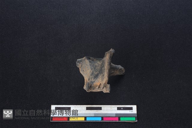鹿科骨藏品圖，第1張