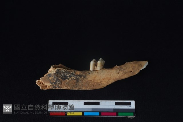 山羌骨藏品圖，第1張