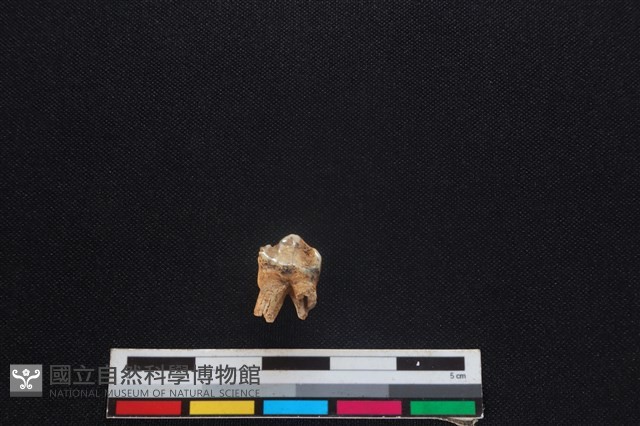 豬骨藏品圖，第1張