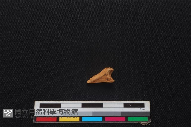 羌或獐骨藏品圖，第1張
