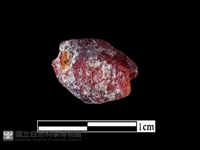 玻璃珠藏品圖，第1張