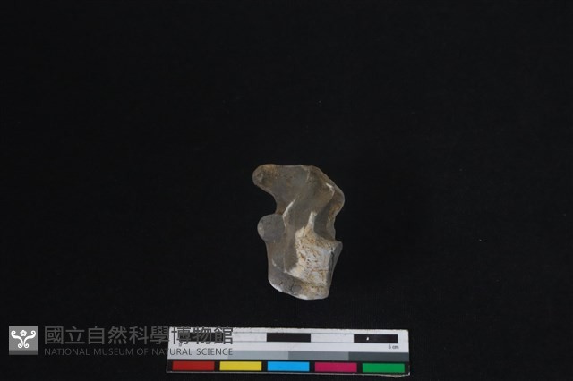 梅花鹿骨藏品圖，第1張