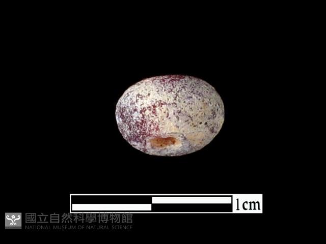 玻璃珠藏品圖，第1張