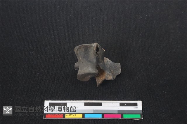 山羌骨藏品圖，第1張