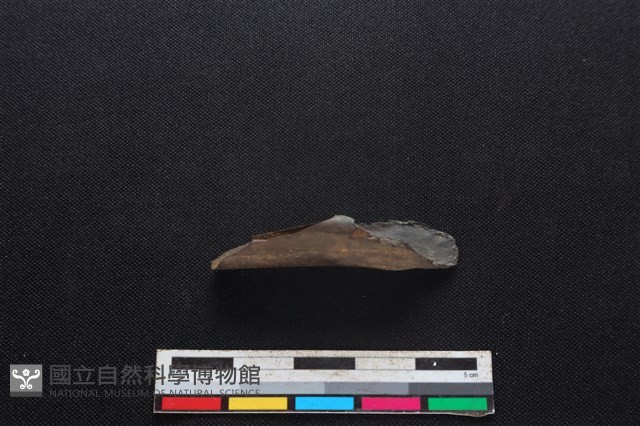 獐骨藏品圖，第1張