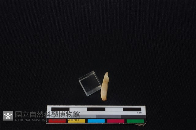 山羌骨藏品圖，第1張