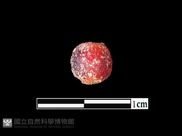 玻璃珠藏品圖，第1張