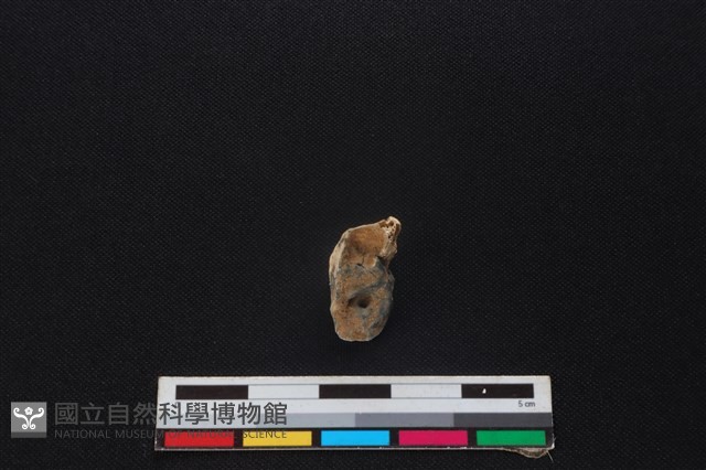山羌骨藏品圖，第1張