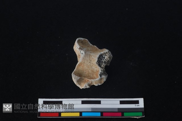梅花鹿骨藏品圖，第1張