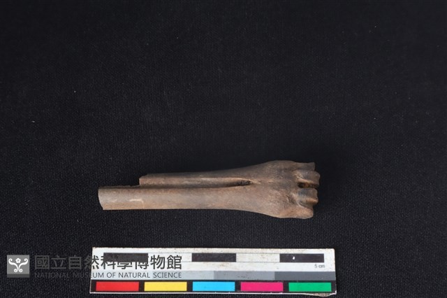 山羌骨藏品圖，第1張