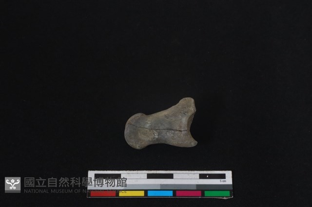 梅花鹿骨藏品圖，第1張