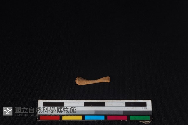 鳥綱骨藏品圖，第1張