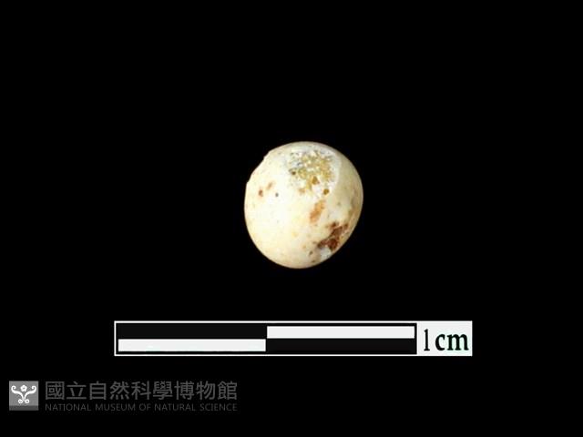 玻璃珠藏品圖，第1張