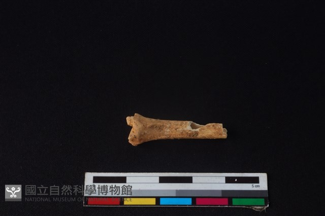 野兔骨藏品圖，第1張