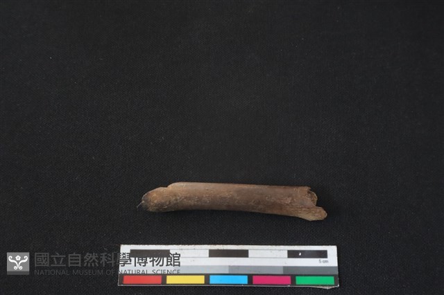 白鼻心骨藏品圖，第1張
