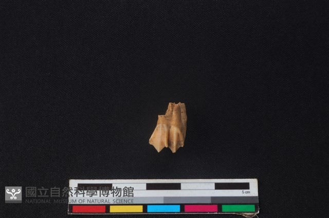 山羌骨藏品圖，第1張