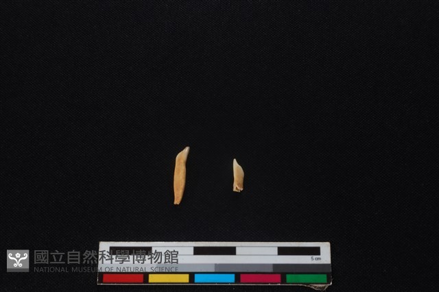 山羌骨藏品圖，第1張