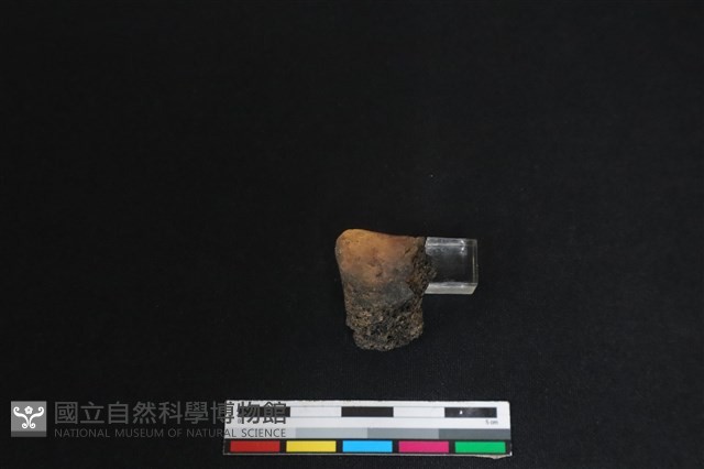 梅花鹿骨藏品圖，第1張
