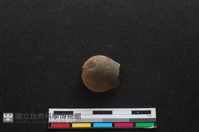 梅花鹿骨藏品圖，第1張