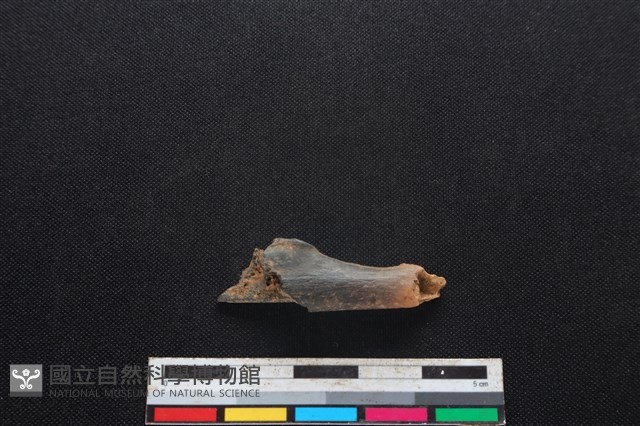 山羌骨藏品圖，第1張