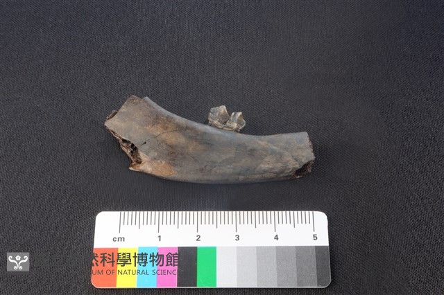 獐骨藏品圖，第1張