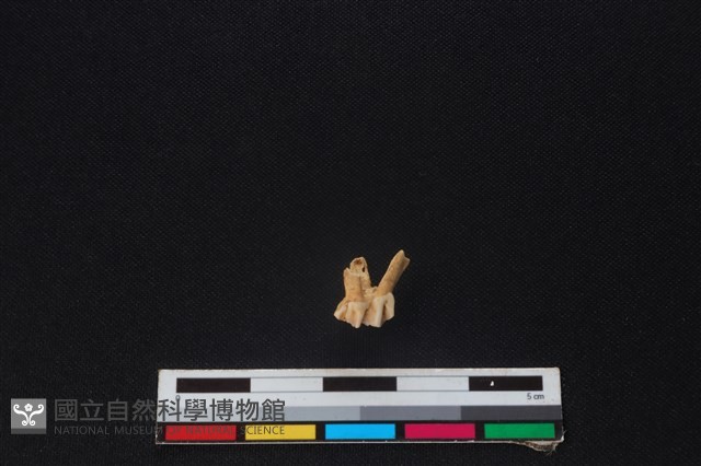 獐骨藏品圖，第1張