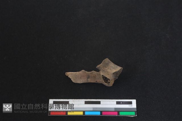 鹿科骨藏品圖，第1張