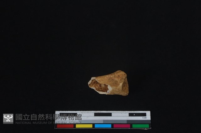 梅花鹿骨藏品圖，第1張