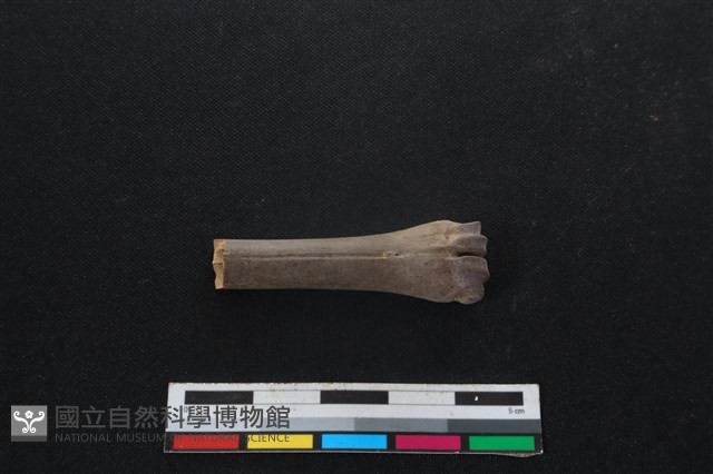 山羌骨藏品圖，第1張