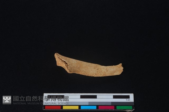 獐骨藏品圖，第1張
