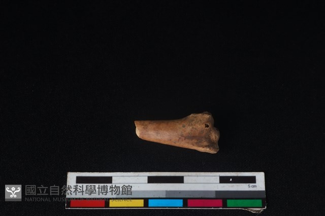 環頸雉骨藏品圖，第1張