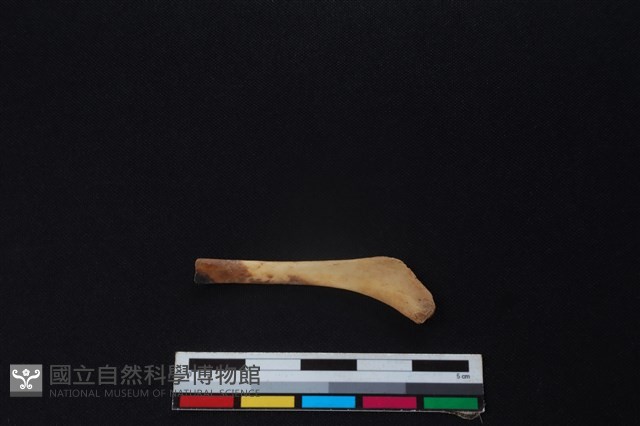 鹿骨藏品圖，第1張
