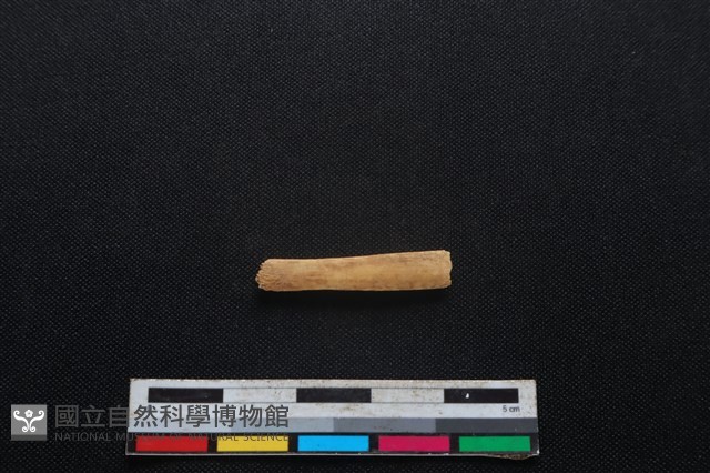 鹿科骨藏品圖，第1張