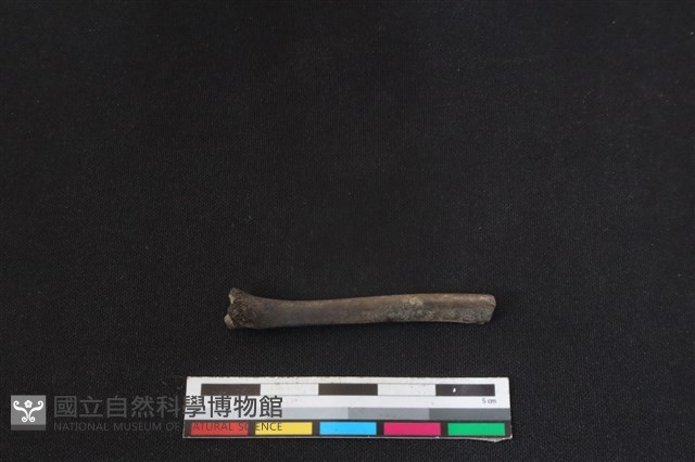 麝香貓骨藏品圖，第1張