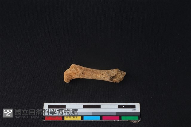 食肉目骨藏品圖，第1張