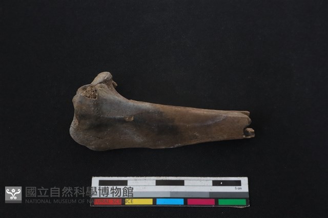 山羌骨藏品圖，第1張