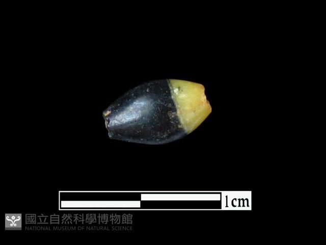 玻璃珠藏品圖，第1張