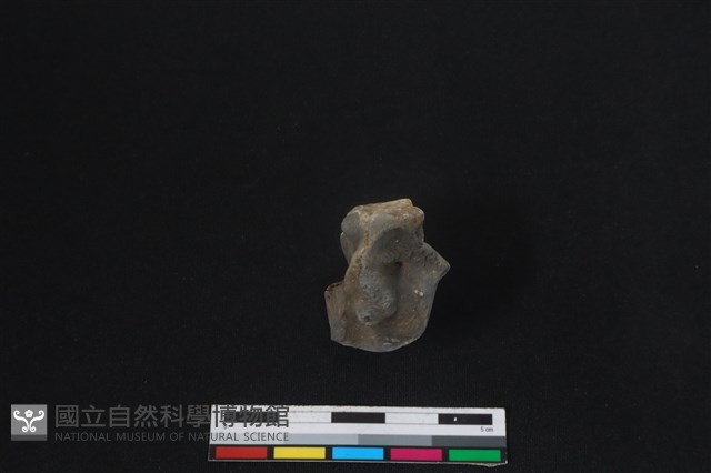 梅花鹿骨藏品圖，第1張